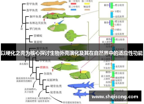 以硬化之壳为核心探讨生物外壳演化及其在自然界中的适应性功能